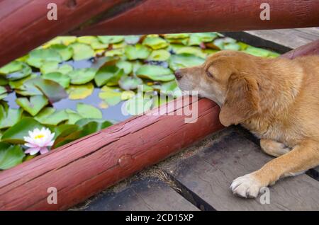 Cane che posa vicino al lago di loto con fiori Foto Stock