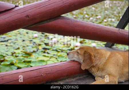 Cane che posa vicino al lago di loto con fiori Foto Stock