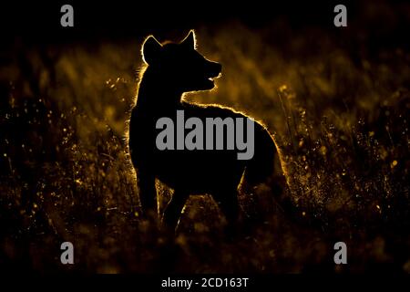 Silhouette di iena macchiata (Crocuta Crocuta) in erba che si affaccia sulla spalla; campo di Klien, Tanzania Foto Stock