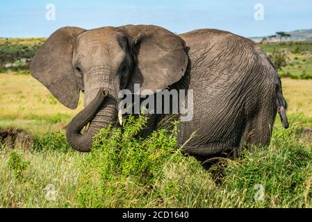 Ritratto di elefante africano (Loxodonta Africana) in piedi dietro i cespugli mentre si guarda la macchina fotografica; Kenya Foto Stock