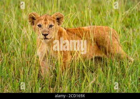 Ritratto di cucciolo di leone (Panthera leo) in piedi nella lunga erba guardando la macchina fotografica attraverso l'erba; Tanzania Foto Stock