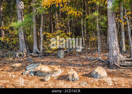 Una passeggiata lungo il litorale del lago con rocce e massi e alberi con radici esposte da erosione su una giornata di sole in autunno Foto Stock