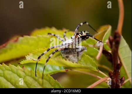 asp ragno Argiope bruennichi . Striscia nera e gialla Argiope bruennichi ragno di vespa Foto Stock