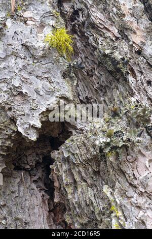Becco di pino Ponderosa (Pinus ponderosa) con Lichen Foto Stock