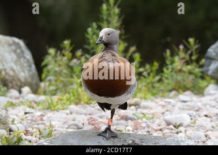 Un ritratto di un'oca con la testa di Ashy mentre si leva sopra una gamba Foto Stock