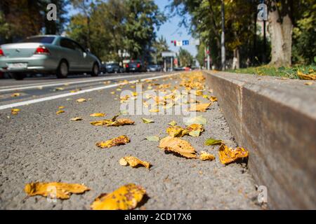 Foglie gialle cadute su asfalto. Golden autunnale Street. Ultimo giorno di sole tempo. Bella sicurezza confortevole vita in città Foto Stock