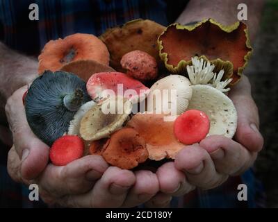 I funghi sono una forma di funghi che si trovano in ambienti naturali in tutto il mondo.; questo si trova in una zona boschiva della Florida centrale del Nord. Foto Stock