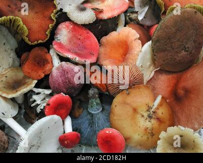 I funghi sono una forma di funghi che si trovano in ambienti naturali in tutto il mondo.; questo si trova in una zona boschiva della Florida centrale del Nord. Foto Stock