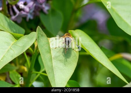 Eristalis pertinax hoverfly ovipositor femmina che sporge dall'apice di l'addome Foto Stock