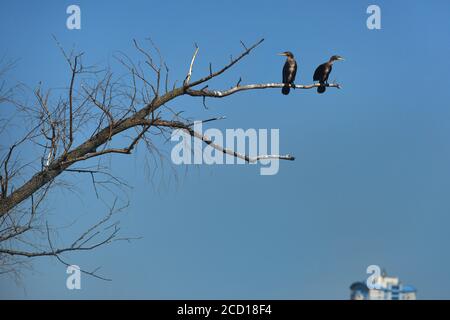 Due cormorani sono seduti su un ramo di albero asciutto contro uno sfondo di cielo blu Foto Stock