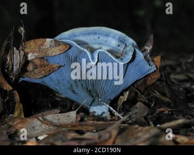 I funghi sono una forma di funghi che si trova in ambienti naturali in tutto il mondo.; questo si trova in una zona boschiva della Florida centrale settentrionale.; Foto Stock