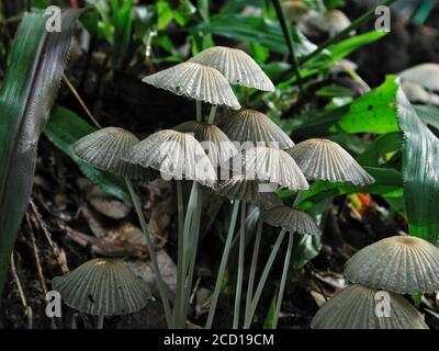 I funghi sono una forma di funghi che si trovano in ambienti naturali in tutto il mondo.; questo si trova in una zona boschiva della Florida centrale del Nord. Foto Stock