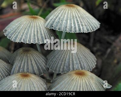 I funghi sono una forma di funghi che si trovano in ambienti naturali in tutto il mondo.; questo si trova in una zona boschiva della Florida centrale del Nord. Foto Stock