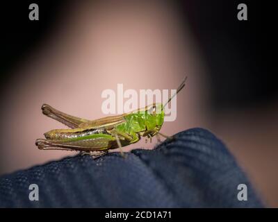 Meadow grasshopper, Pseudochorthippus parallelus, Cornovaglia, Regno Unito Foto Stock