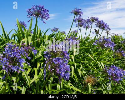 Agapanthus praecox, giglio del Nilo lungo il percorso della costa sud-occidentale, Portscatho, la penisola di Roseland, Cornovaglia, Regno Unito Foto Stock