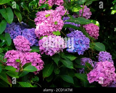 Hydrangea macrophylla, fiori blu e rosa che crescono insieme, Cornovaglia, Regno Unito Foto Stock