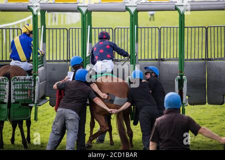 Listowel, Irlanda, 13 settembre 2019: I piloti che aiutano i cavalli da corsa e i jockeys in attesa di entrare nella porta di partenza sul circuito di Listowel nella contea di Kerr Foto Stock