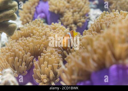 Anemonefish di Blackfoot; nigripes di Amphiprion; in Anemone; Maldive Foto Stock