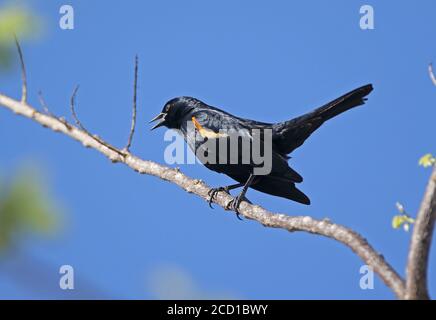 Blackbird (Agelaius homeralis homeralis) con spalla tennosa, maschio adulto appollaiato sul ramo che chiama la Belen, Cuba Marzo Foto Stock