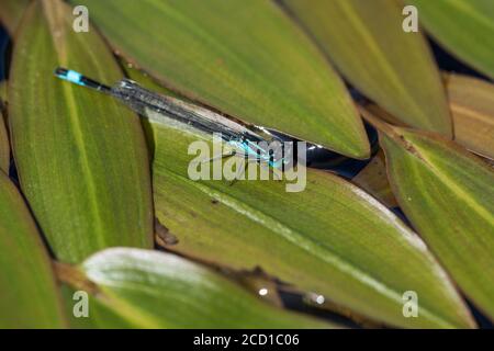 Dasselfly con coda blu; Ischnura elegans; on Leaf in Pond; UK Foto Stock