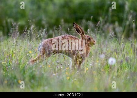 Lepre bruna; Lepus europaeus; stretching; UK Foto Stock