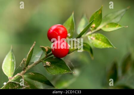 Macellai; Ruscus aculeatus; Berries; UK Foto Stock