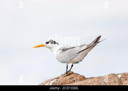 Tern minore; Thalasseus bengalensis; Seychelles Foto Stock