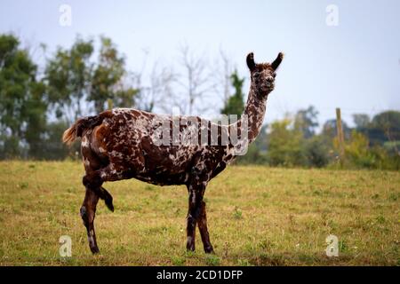 Alpaca in un campo Foto Stock