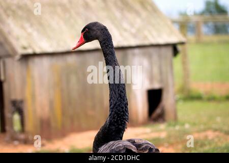 Cigno nero Foto Stock