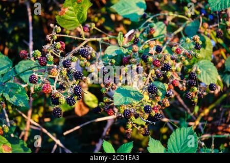 Fiore selvatico di bacca nera con frutta Foto Stock