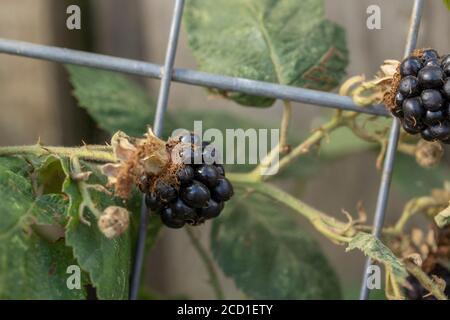 BlackBerry Plant fruiting tra i rifiuti con punta di mosca, Londra, inghilterra Foto Stock