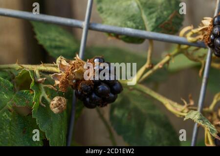 BlackBerry Plant fruiting tra i rifiuti con punta di mosca, Londra, inghilterra Foto Stock