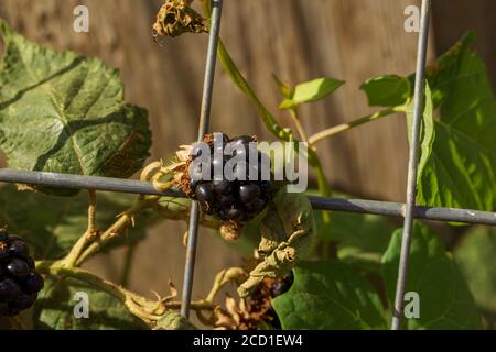 BlackBerry Plant fruiting tra i rifiuti con punta di mosca, Londra, inghilterra Foto Stock