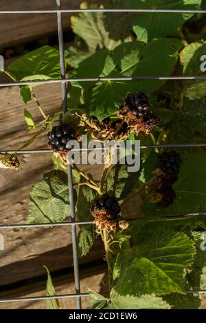 BlackBerry Plant fruiting tra i rifiuti con punta di mosca, Londra, inghilterra Foto Stock