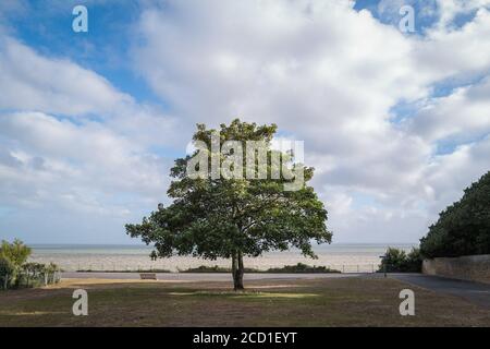 Un impressionante albero singolo di sycamore si erge sull'erba di fronte alla passeggiata e vista mare. C'è una panchina vicino all'albero. Il cielo è blu con nuvola bianca Foto Stock