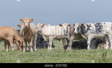 Formato campo 16:9. Gruppo di giovani giovenchi che pascolano in piedi insieme. Per l'industria zootecnica del Regno Unito, l'allevamento, le mucche, le razze bovine, la carne bovina britannica. Foto Stock