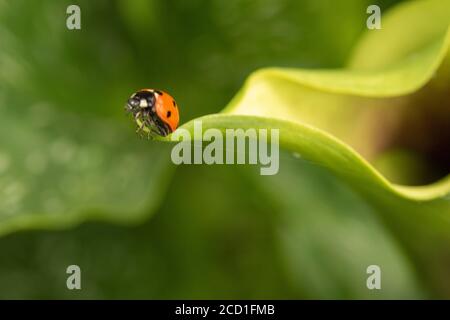 Calla lilly e ladybird beetle (ladybug), vicino alla natura Foto Stock