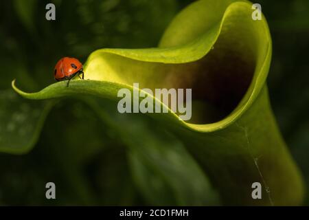 Calla lilly e ladybird beetle (ladybug), vicino alla natura Foto Stock