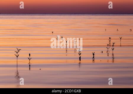 Pianta di albero di mangrovie in acqua Foto Stock