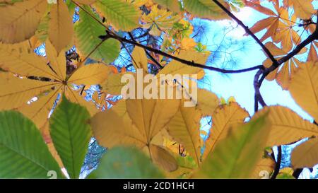 Autunno foglie colorate e brillanti che oscillano in un albero nel Parco autunnale. Foto Stock