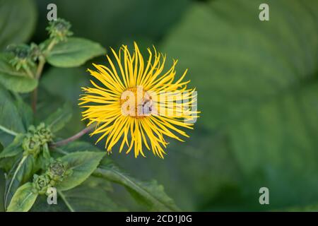 fiore giallo doronicum con ape. L'insetto impollina il fiore giallo come una camomilla. Sfondo verde sfocato. Scena naturale estiva. Foto Stock