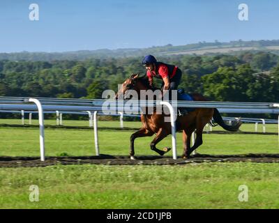 Gara Horse Training sulle galoppe a Warren Hill in Newmarket Foto Stock