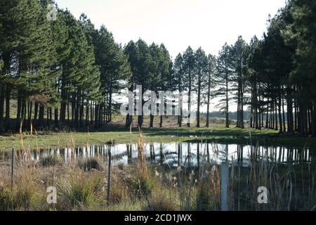 Legno per riforestazione - Pinus Elliotis. Grandi piantagioni di rimboschimento e legno già tagliato per la vendita. Foto Stock