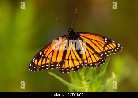 Una farfalla monarca (Danaus plexippus) appollaiata su una pianta selvaggia. Foto Stock