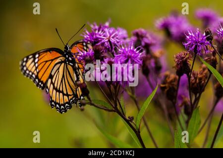 Una farfalla monarca (Danaus plexippus) appollaiata su un fiore selvatico. Foto Stock