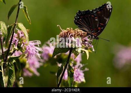 Una farfalla viola punteggiato di rosso appollaiata su un fiore selvatico viola a Port Colborne, Ontario. Limenite arthemis astyanax Foto Stock