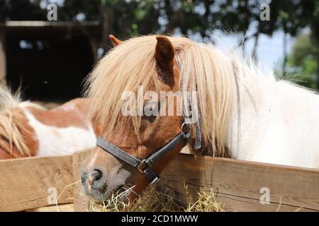 Cavallo pony si trova in estate corral tra il fieno che è stato disposto per mangiare Foto Stock