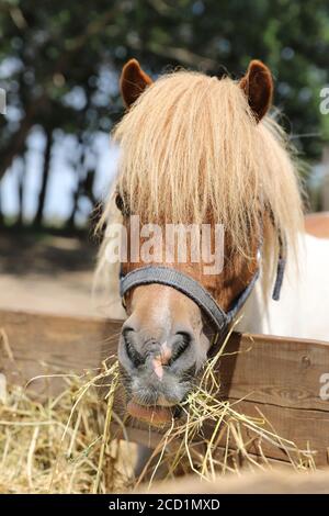 Cavallo pony si trova in estate corral tra il fieno che è stato disposto per mangiare Foto Stock