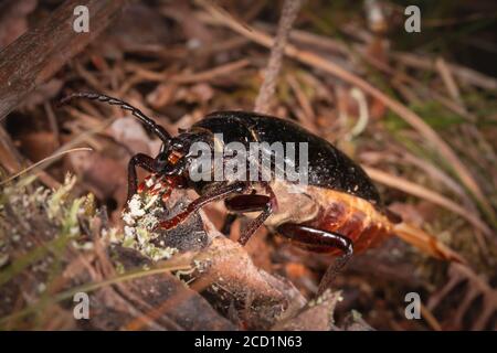 Il fetile femmina del tanner (Prionus coriarius) Siede sul legno nel Sussex sera pompando feromoni in aria notturna in attesa del maschio a venire Foto Stock