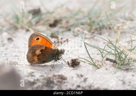 Una piccola farfalla di brughiera (Coenonympha pamphilus) Siede al sole su un sentiero di sabbia del Norfolk che aspetta per riscaldarsi Foto Stock
